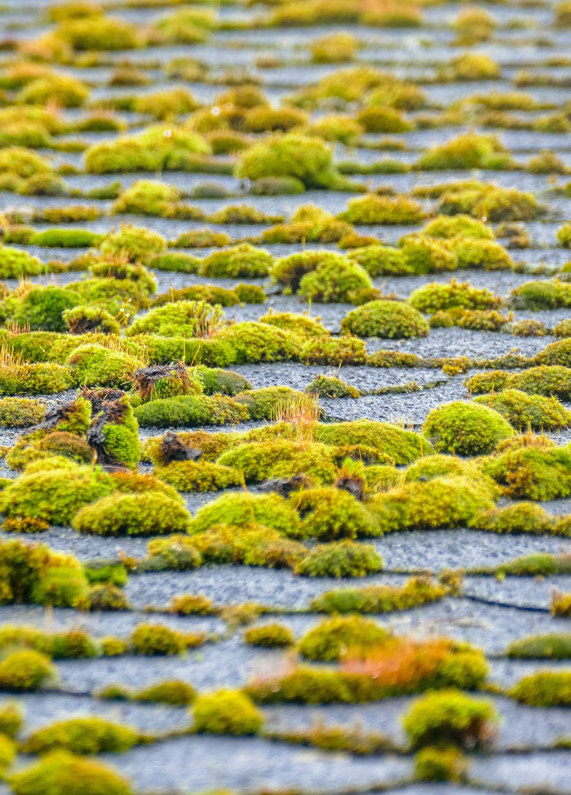 Moss growing on asphalt shingles