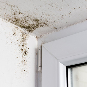 Mold from damaged gutters